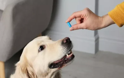 Keeping Your Loved Pet Healthy With Animigo Vitamins and Medicines 