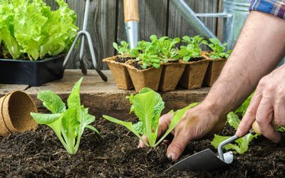 The Essential Garden Machines You Need to Take Care of Your Yard