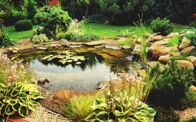 A Simple Guide for Building a Beautiful Pond in Your Backyard